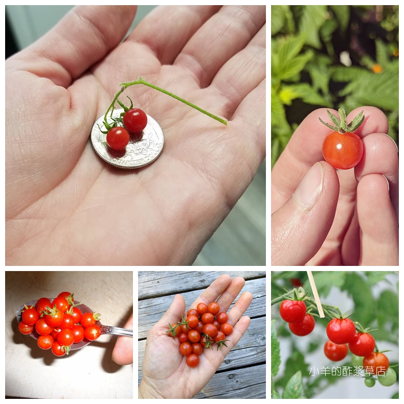 传家宝种子野生醋栗番茄