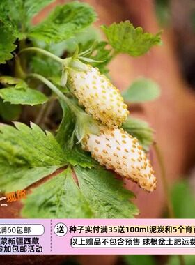 【种子】  蔷薇科 可食用 高山草莓 白色喜悦 10粒