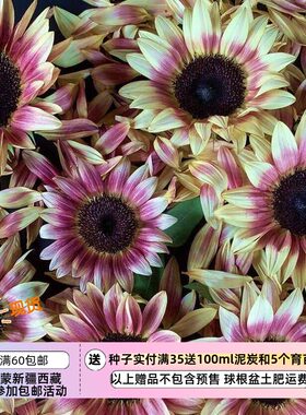 疯狂的小羊新手友好夏季耐热