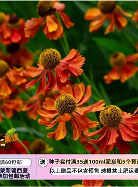 【种子】多年生 可做切花 大花喷嚏草 堆心菊 海伦娜棕红色系10粒