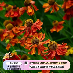 【种子】多年生 可做切花 大花喷嚏草 堆心菊 海伦娜棕红色系10粒