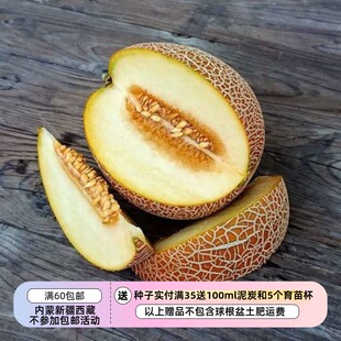 【种子】19世纪传家宝 欧洲市场品种 凤梨甜瓜 5粒