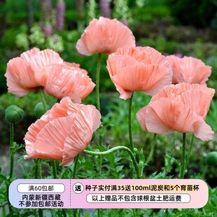 【种子】 东方虞美人大花朵鲑鱼色 维多利亚路易斯 10 粒