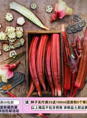 【种子】一传家宝老品种   橙红色秋葵 晶橙 5粒