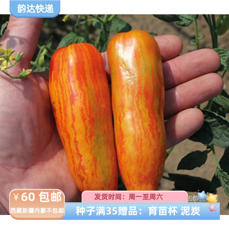 【种子】 无限生长型  罗马条纹番茄 西红柿  橙色射线
