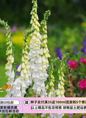 疯狂的小羊白花毛地黄雪顶