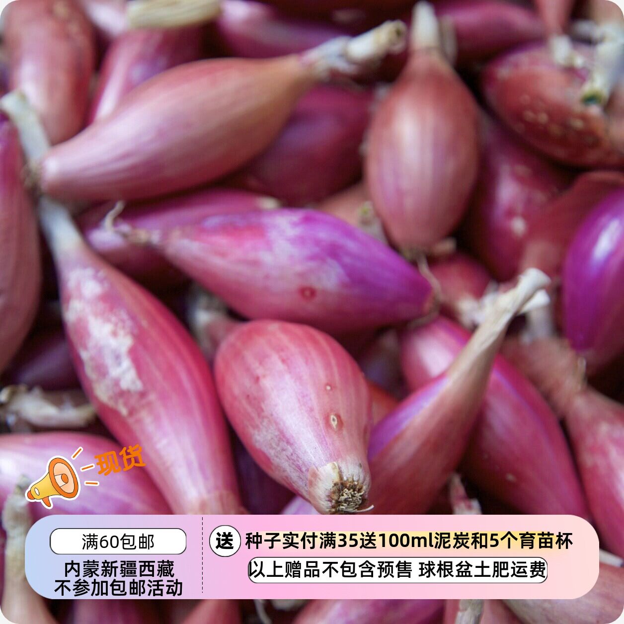 【种子】口味温和淡甜 鱼雷型 红色佛罗伦萨长洋葱 10粒