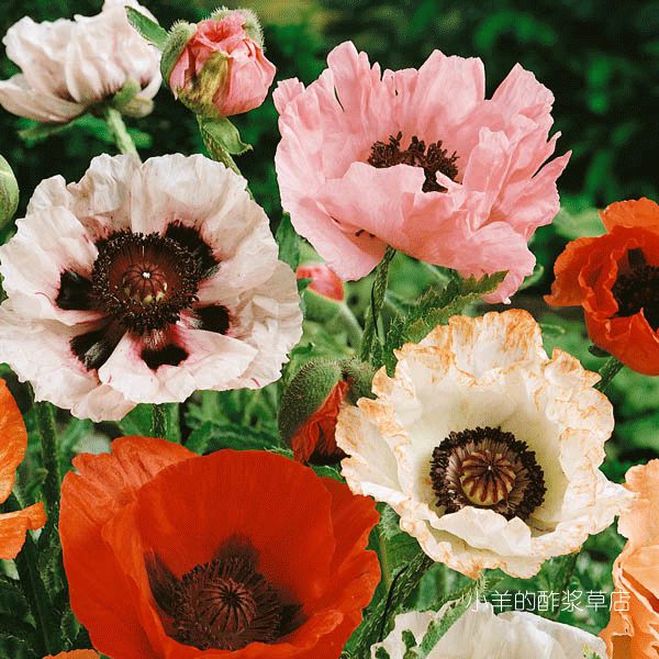 【种子】种子 切花型   大花东方虞美人  混色  10粒