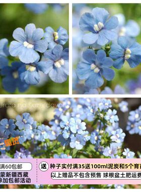 疯狂的小羊蓝色龙面花