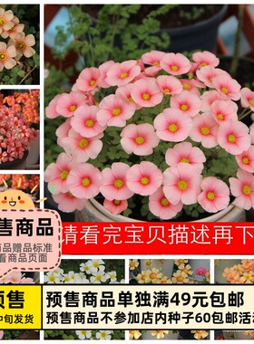【预-售球根】增加新品 链接2 秋植酢浆草球根 obtusa系列花期长