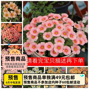 【预-售球根】增加新品 链接2 秋植酢浆草球根 obtusa系列花期长