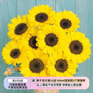 【种子】夏季耐热 切花型 向日葵 文森特 柚子 5粒