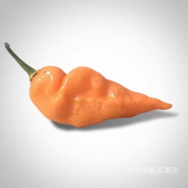 【种子】传家宝老品种 花香+果香 无辣哈瓦那辣椒 哈瓦那达 5粒