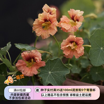 旱荷花蔓生旱金莲闪亮鲑鱼色