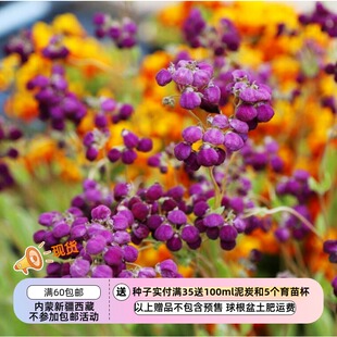 【种子】蛛形蒲包花 Calceolaria arachnoidea  5粒