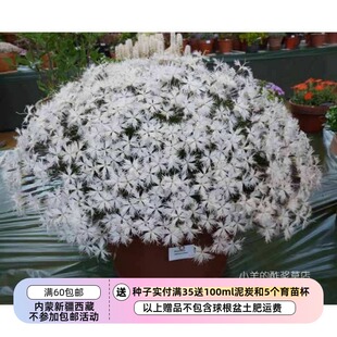 【种子】多年生 石竹科 白马山特有种 矮生云井抚子 白色花 5粒