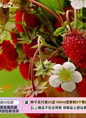 意大利攀援高山草莓萨提亚