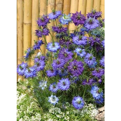 疯狂的小羊渐变花色黑种草