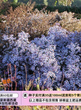 【种子】 多年生 花朵繁多 分枝茂盛 草原光滑 秋紫菀 10粒
