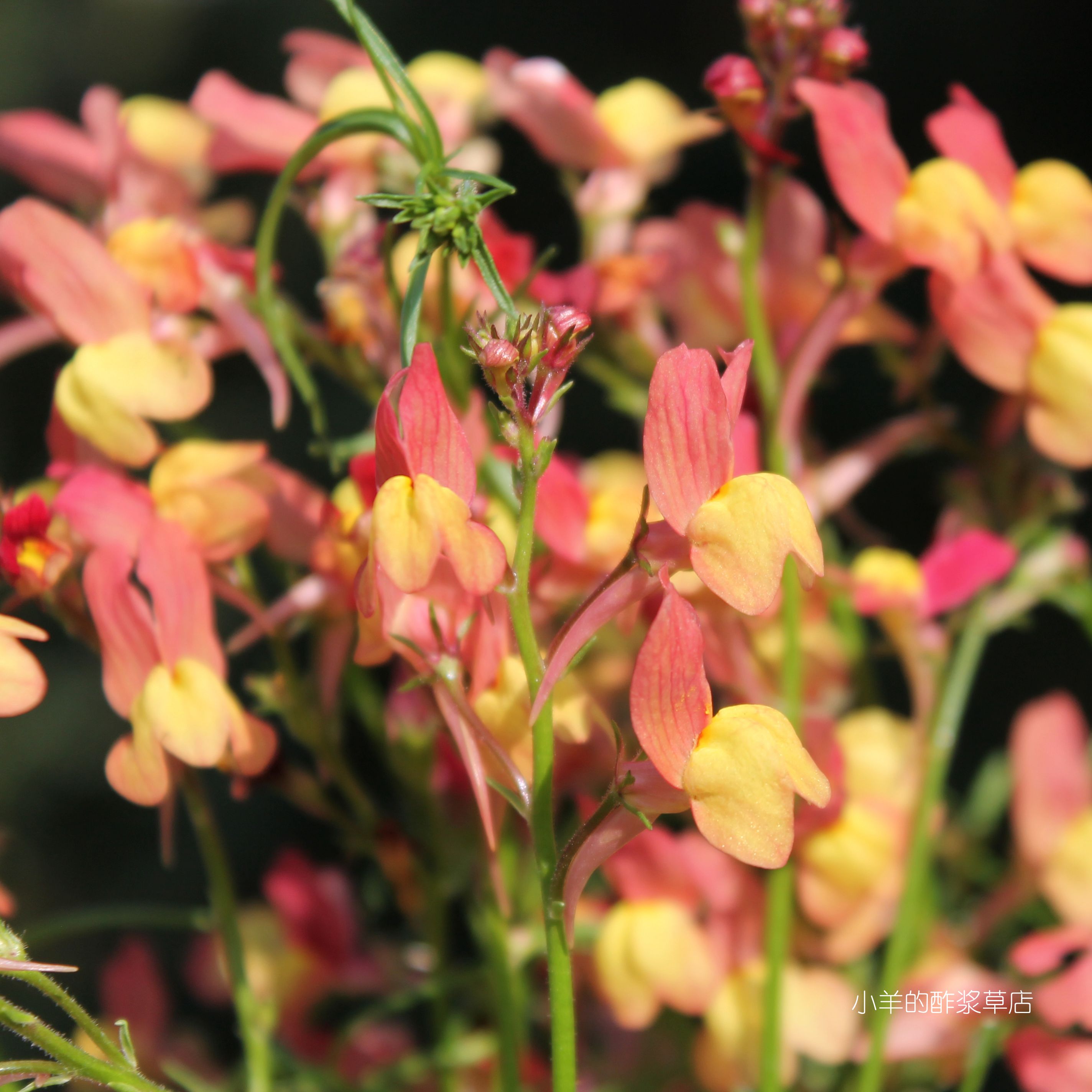 【种子】一年生 切花型 摩纳哥柳穿鱼 蜜桃丽西莉 10粒