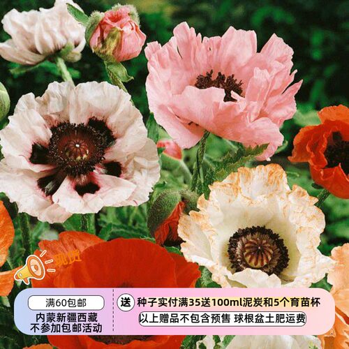 【种子】种子 切花型   大花东方虞美人  混色  10粒