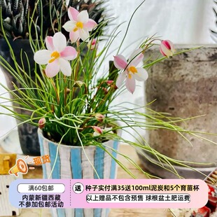 【球根】多年生  秋季种植 月光花 白色