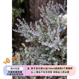 【种子】  尤加利桉树月亮湖 EUCALYPTUS Moon Lagoon5粒