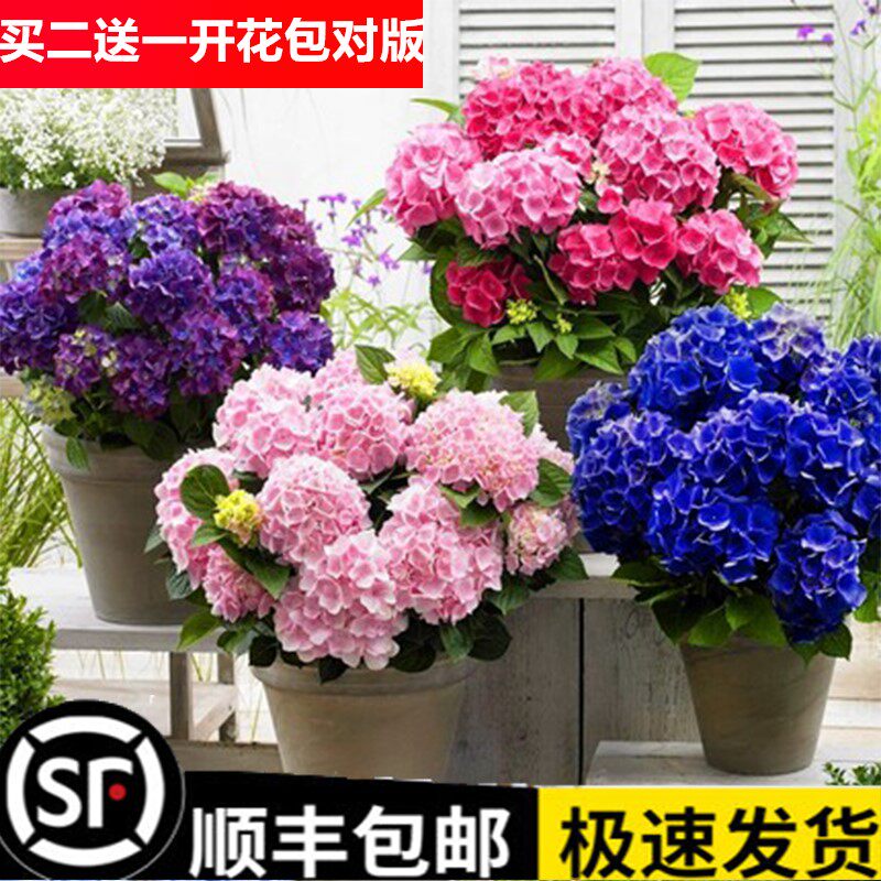 大绣球花苗价格 大绣球花苗图片 星期三