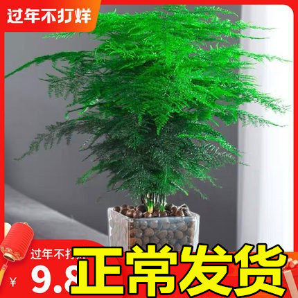 文竹盆栽植物室内四季办公室绿植花卉盆栽盆景常青小盆栽 泉美人旗舰店 淘优券