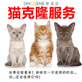 专业猫咪体细胞克隆基因99%以上同一性 品种血脉品种宠物