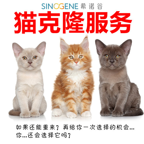 宠物猫克隆服务专业技术基因一样