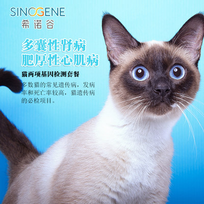 基因检测宠物猫希诺谷遗传病套餐