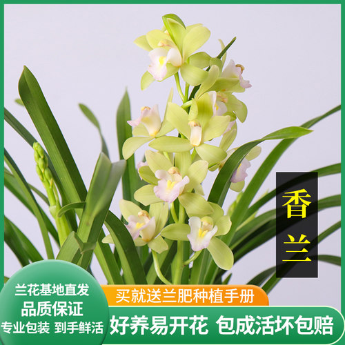 香兰清香型盆栽好养兰花苗