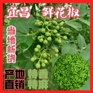 2026年新货湖北宜都特产现摘新鲜青麻花椒农家本地土调料当季采摘