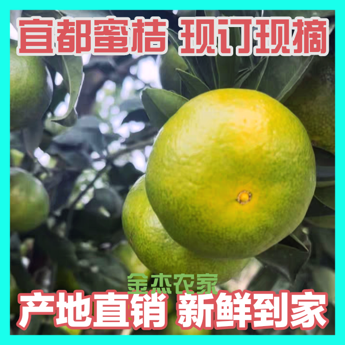 [已卖完]宜昌宜都橘子新鲜现摘青皮黄皮蜜橘酸甜薄皮厚皮蜜桔孕妇