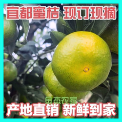 [已卖完]宜昌宜都橘子新鲜现摘青皮黄皮蜜橘酸甜薄皮厚皮蜜桔孕妇