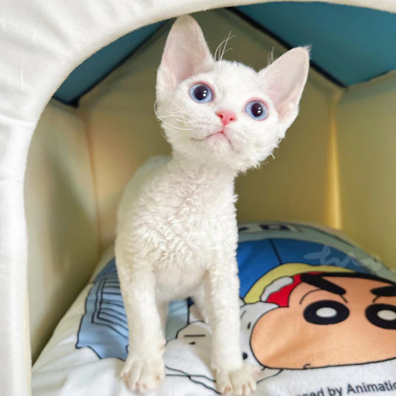 德文卷毛猫幼猫纯种黑白开脸高智商不掉毛猫咪虎斑猫幼崽宠物活体