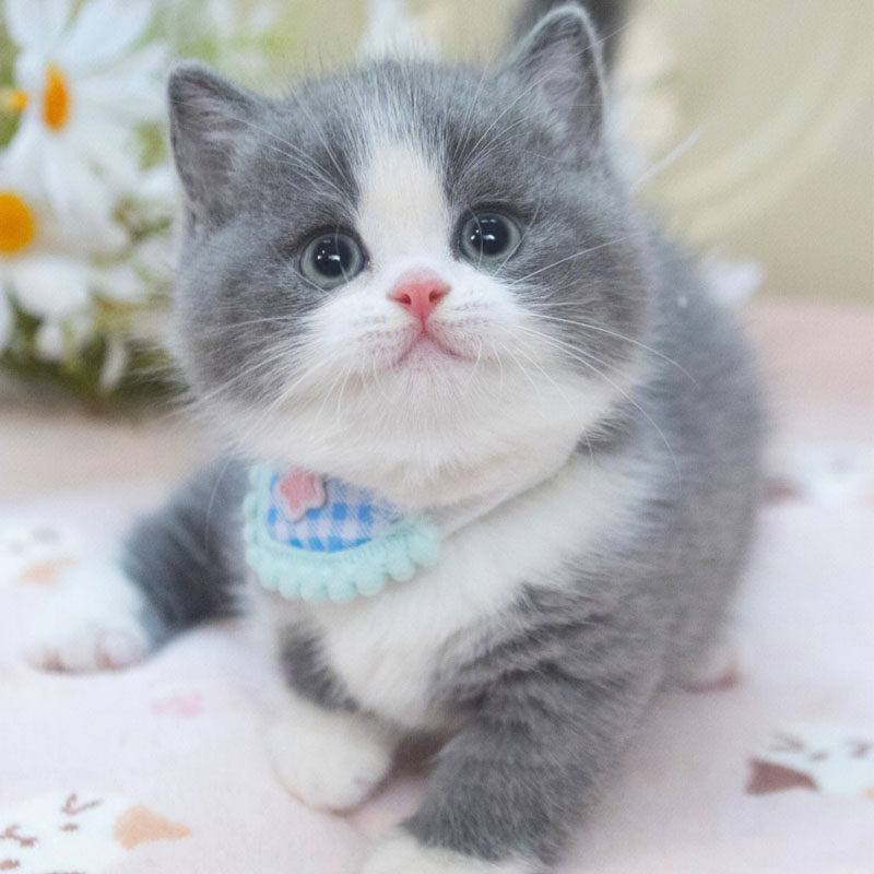 曼基康矮脚猫幼猫纯种长毛猫拿破仑短腿猫咪活体起司小型猫宠物猫