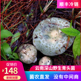 云南五老山青头菌拾蘑菇特级野生青头菇花脸菇冻货孕妇儿童山珍