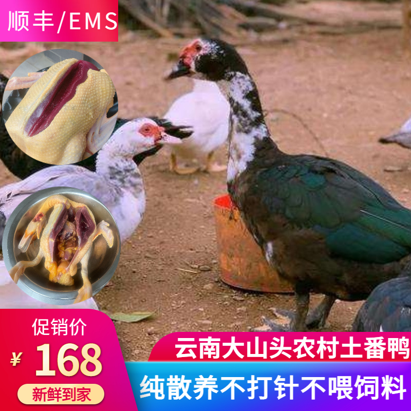 云南活体农村鸭肉散养红脸新鲜
