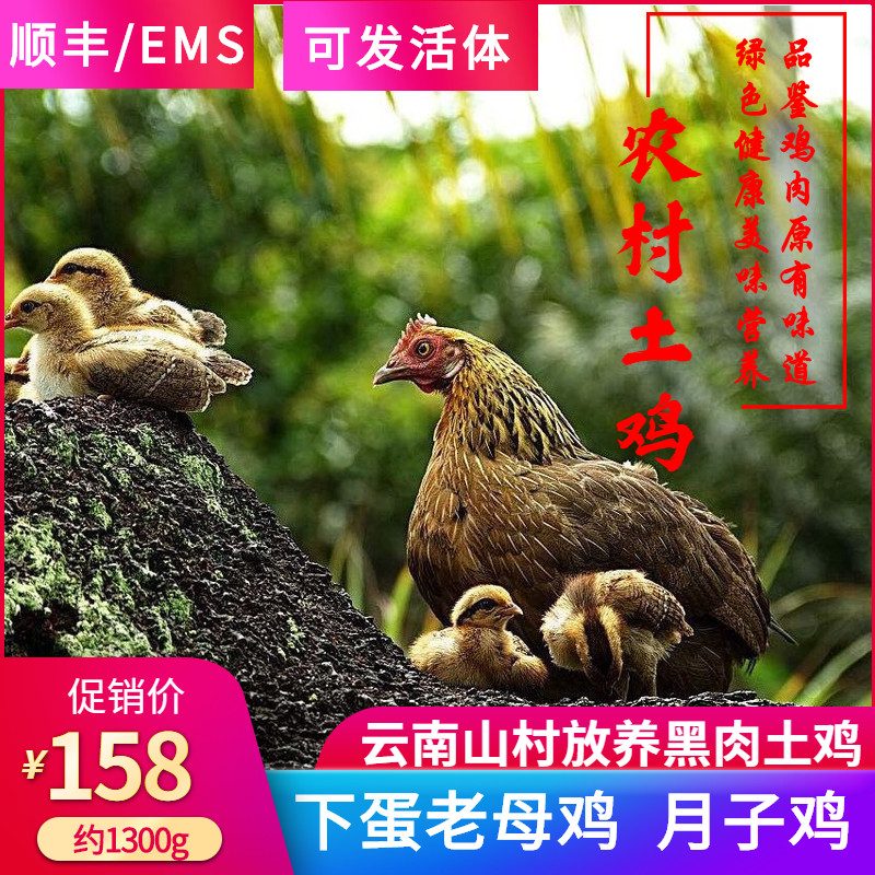 云南农村散养童子土鸡乌骨鸡活体老公鸡新鲜白肉老母鸡现杀月子鸡