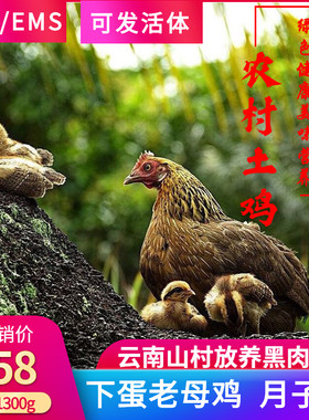 散养活体散养土鸡月子鸡老母鸡