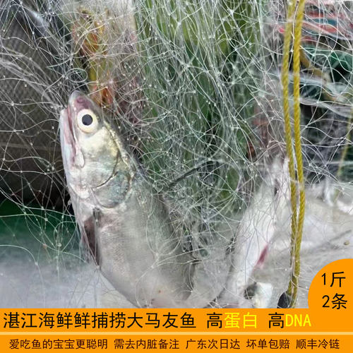 品上品冰鲜马友鱼肉多刺少口感香