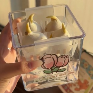 郁金香种植盆水培种球养护盆四季开花盆栽种子专用器皿透明固定器