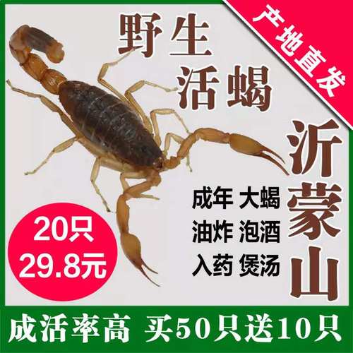 炸蝎子质量怎么样 炸蝎子口碑怎么样 小麦优选