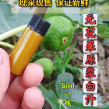 无花果白汁药用新鲜叶子茎枝汁液原浆点扁平尤瘊子现挤实惠包邮