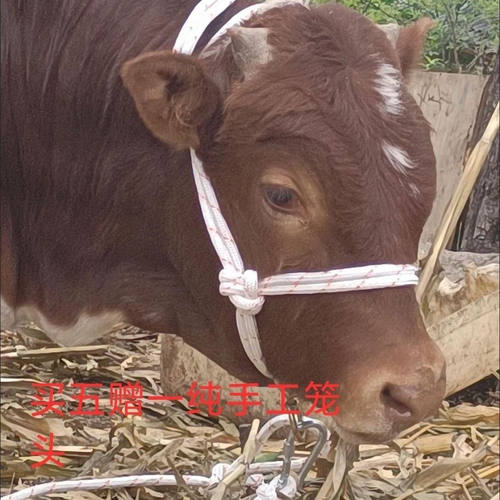 牛笼头牛缰绳栓牛脖套笼套养牛场