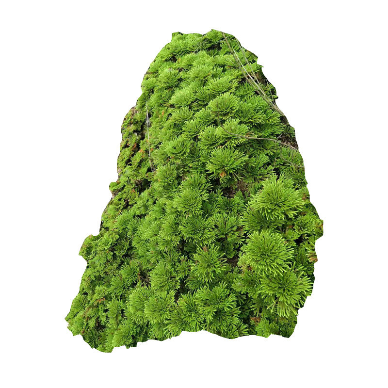 卷柏九死还魂草盆栽还阳草懒人植物见水还阳绿植水石假山造景素材