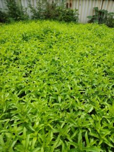鲜活河南纯正小叶十香菜捞面灵魂唇齿留香家乡哩味道