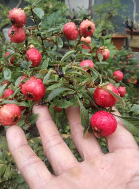 直播拍品专用拍前需和主播联系确定截图